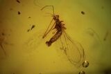 Fossil Fly (Diptera) In Baltic Amber #90763-1